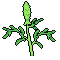 Milkweed